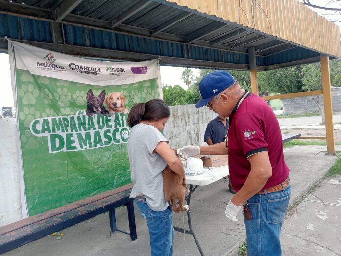 Las campañas permanentes de salud animal en Múzquiz han reducido la presencia de garrapatas y pulgas mediante vacunación y atención preventiva para perros y gatos